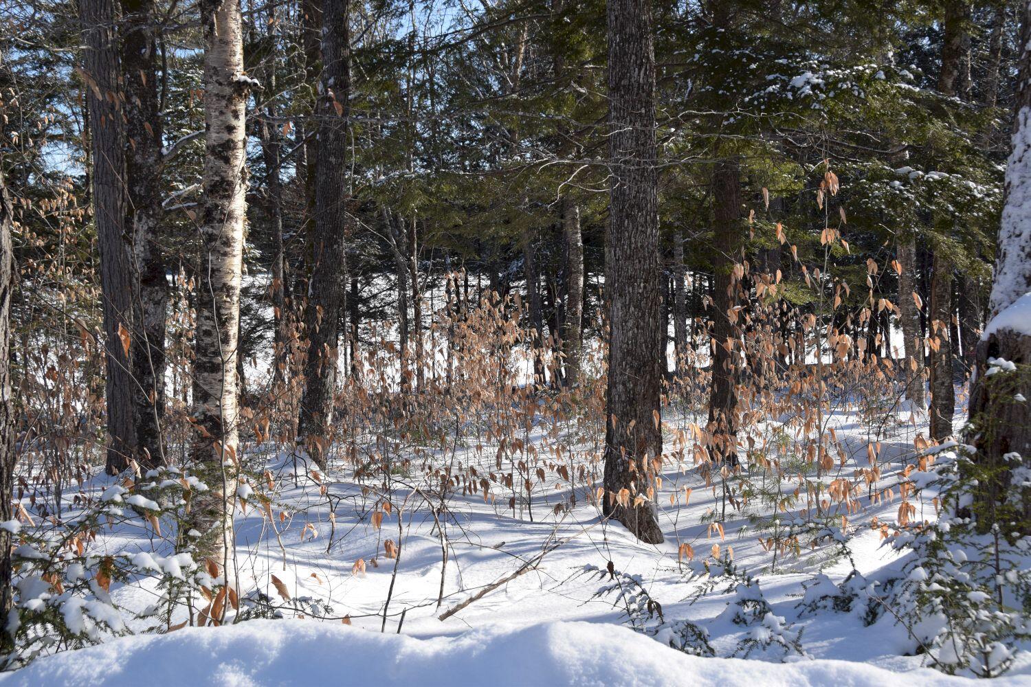 M34-l36 Loon Road Embden, ME 04958 - Photo 12 of 27 DSC_0023
