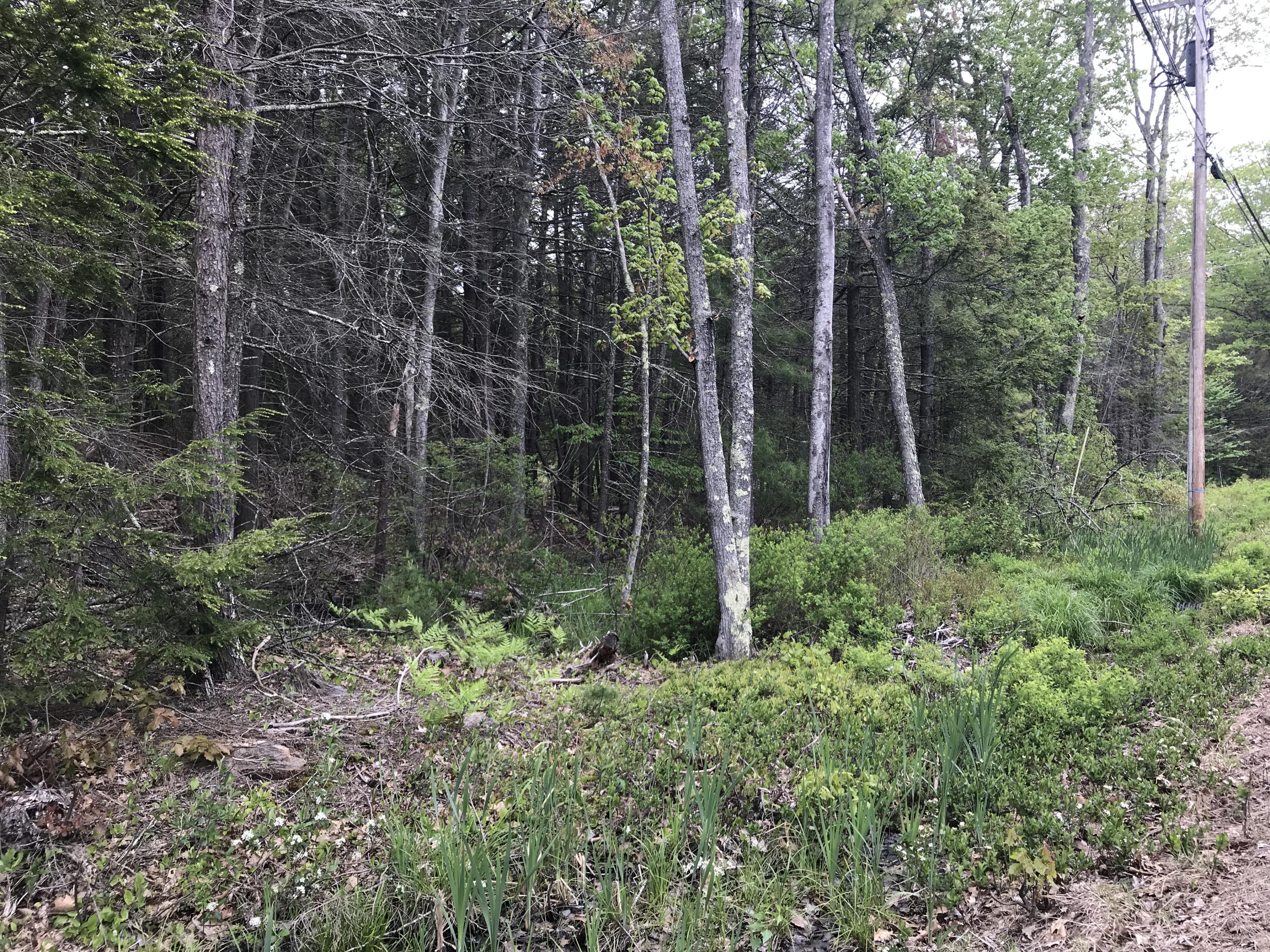 31 Mountain Road Cape Neddick, ME 03902 - Photo 5 of 6 IMG_7796