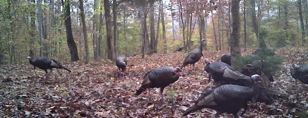 a view of outdoor space and garden view