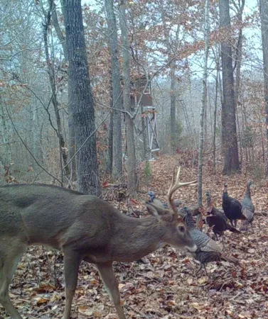 a view of a yard with trees