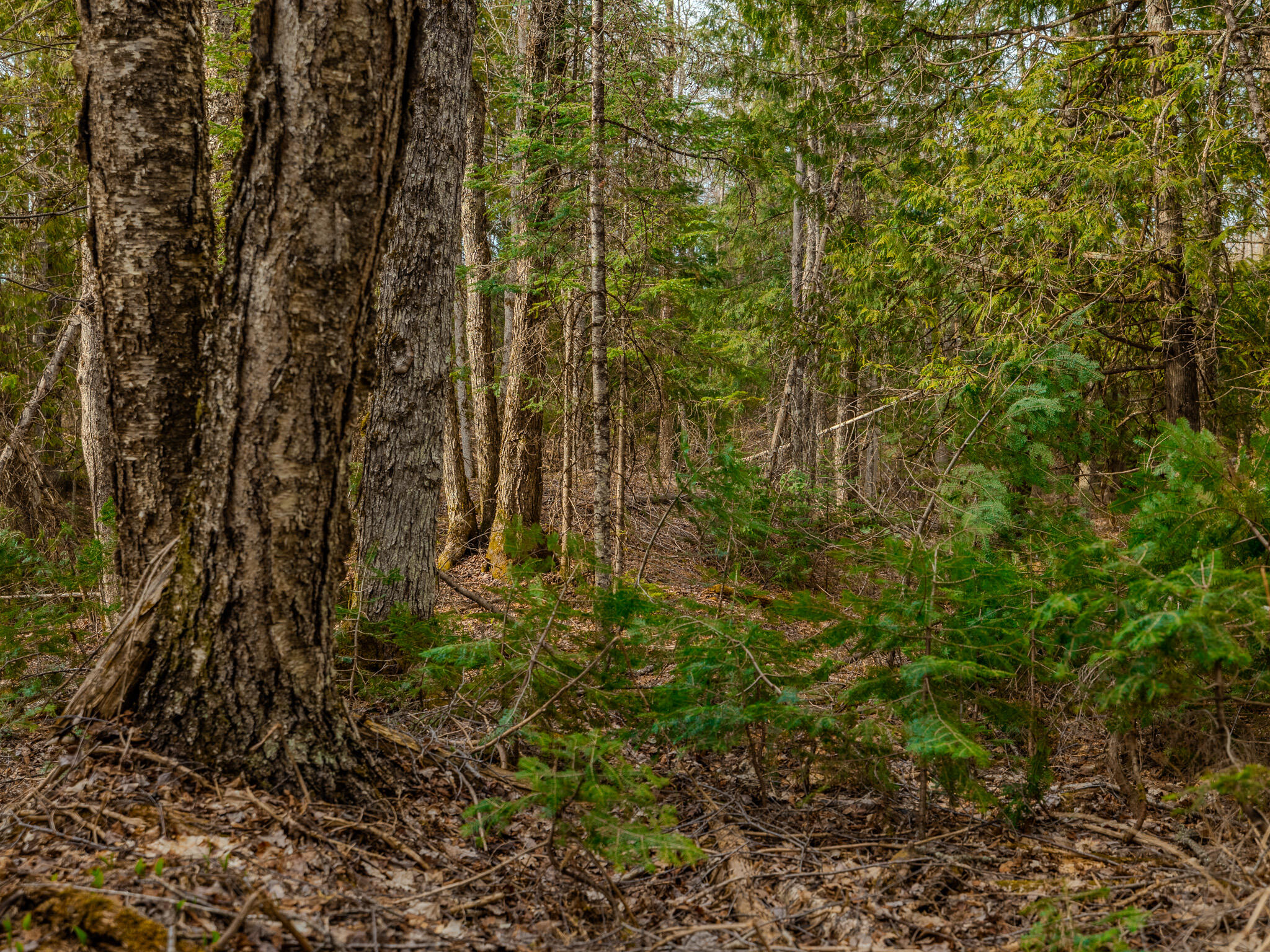 Lot 9 Horoscope Road Pelkie, MI 49958 - Photo 8 of 12 048A2198-HDR