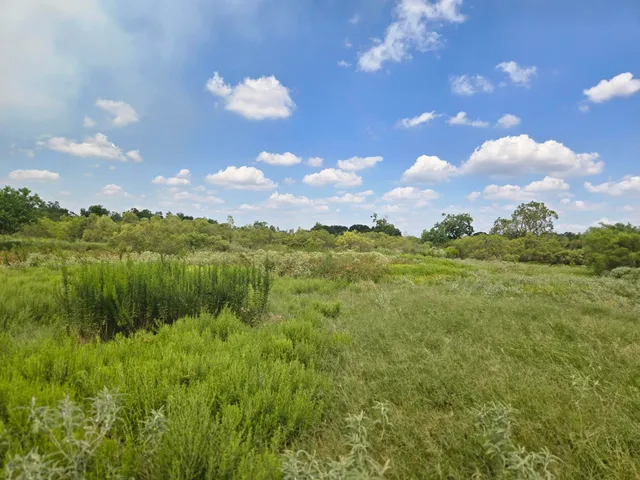 a view of a garden with a tree