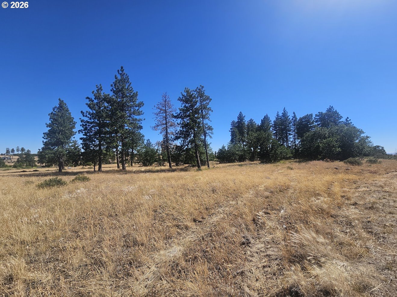 67 Timber Lane Roosevelt, WA 99356 - Photo 24 of 37 a view of dirt field with trees in the background