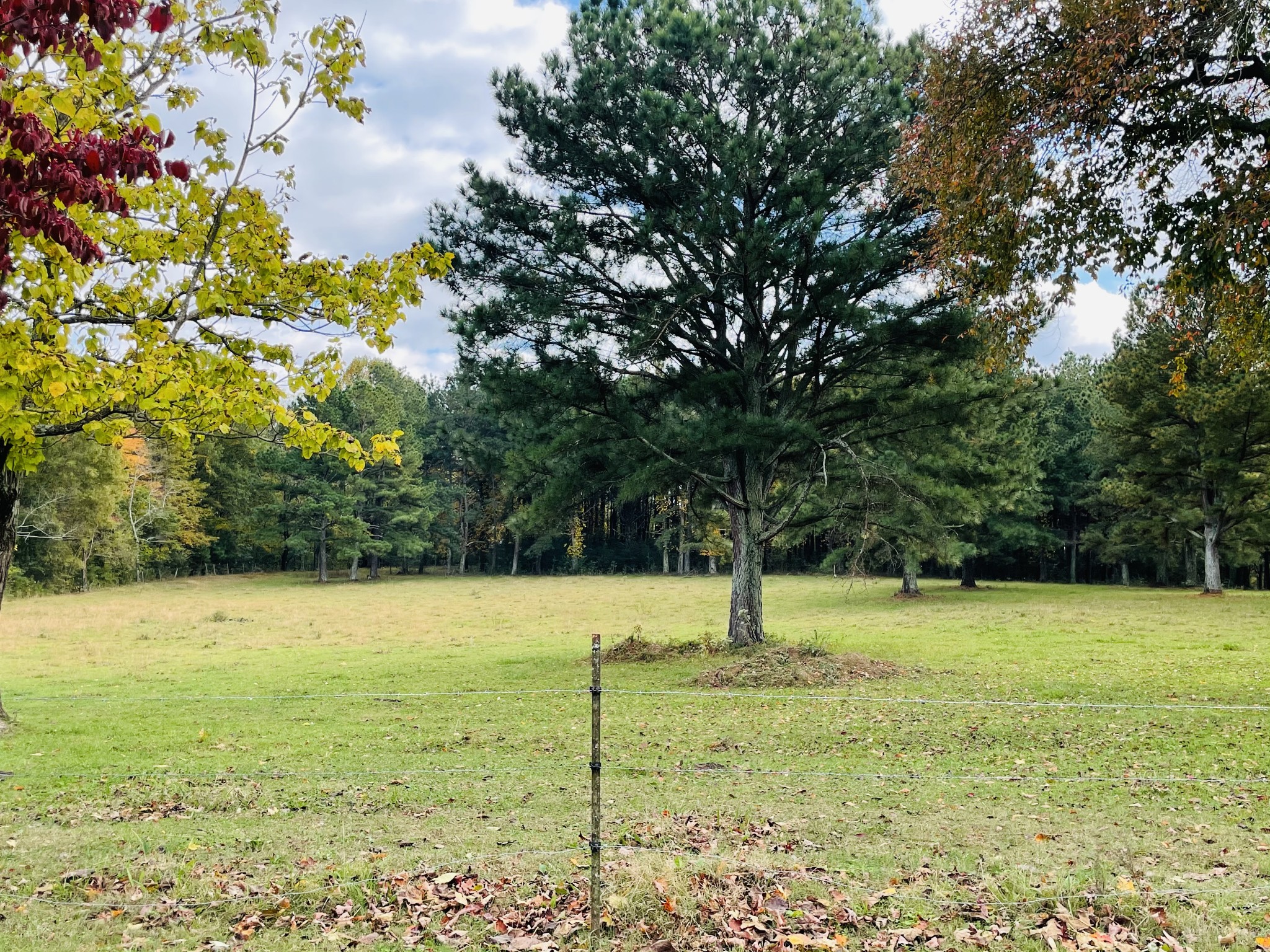 391 Pendleton Road Morrison, TN 37357 - Photo 33 of 35 a view of a field with a tree