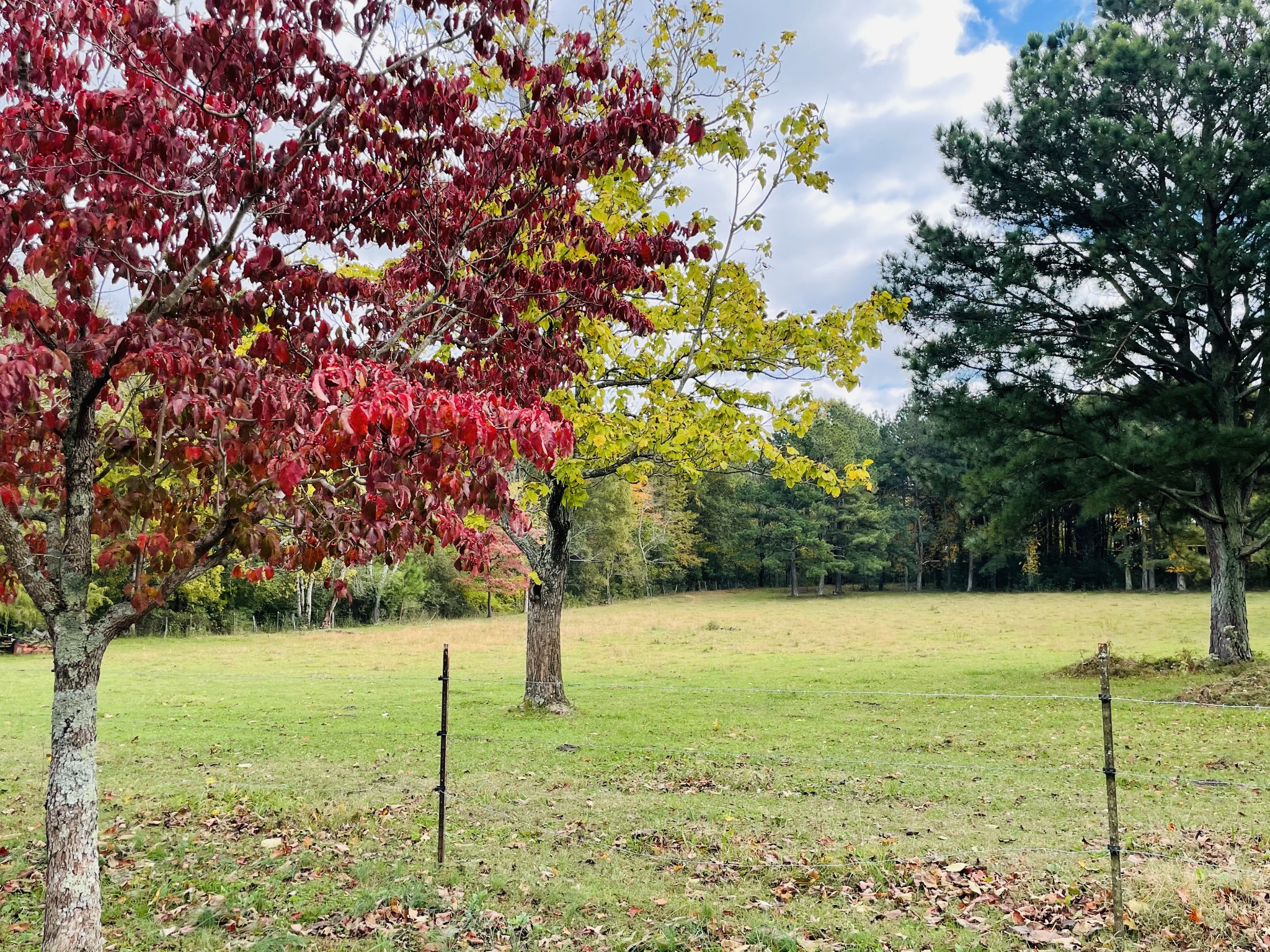 391 Pendleton Road Morrison, TN 37357 - Photo 34 of 35 a view of a garden with a tree