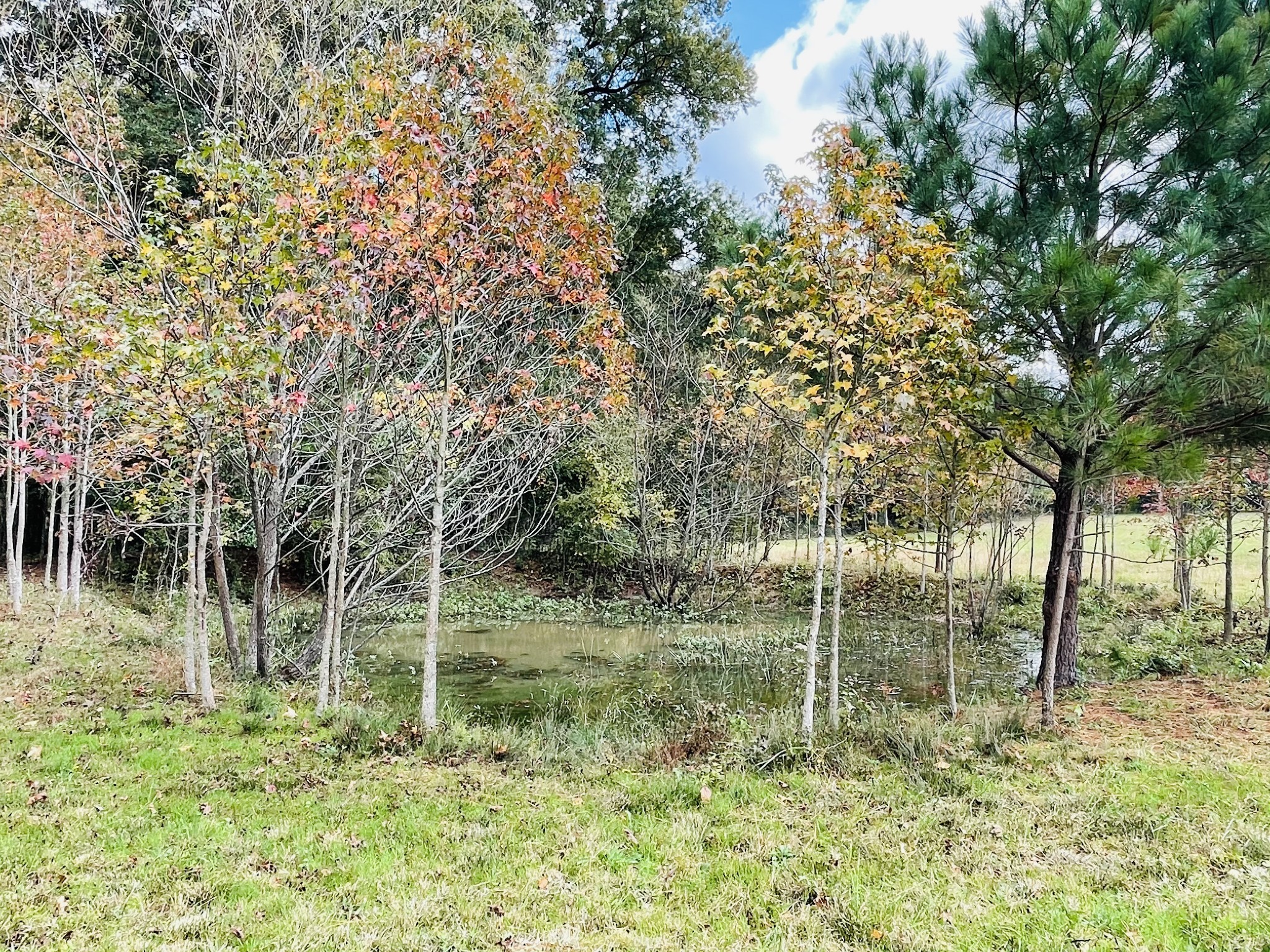 391 Pendleton Road Morrison, TN 37357 - Photo 6 of 35 a view of outdoor space