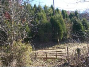 0 Roaring Fork Road, Unit 3A Greeneville, TN 37745 - Photo 6 of 9 Photo 6