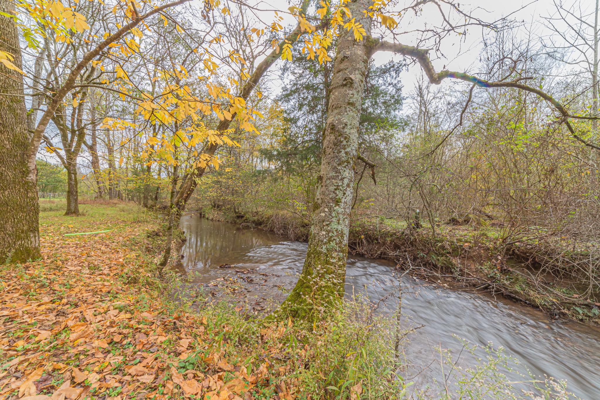 715 Mcgowen Road Morrison, TN 37357 - Photo 45 of 50 a view of a yard with trees