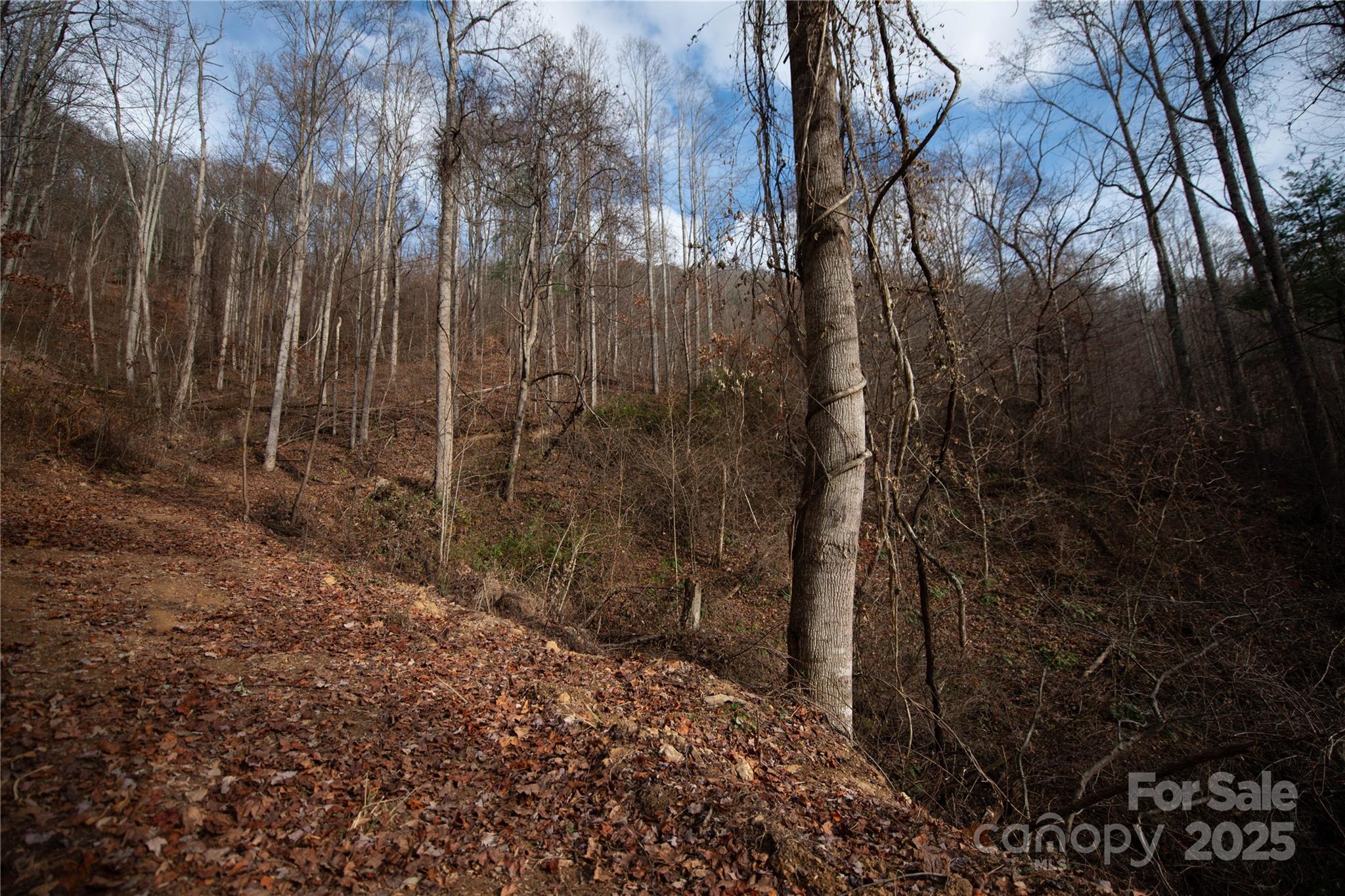 ### Grapevine Road Marshall, NC 28753 - Photo 26 of 27 a view of a yard with trees
