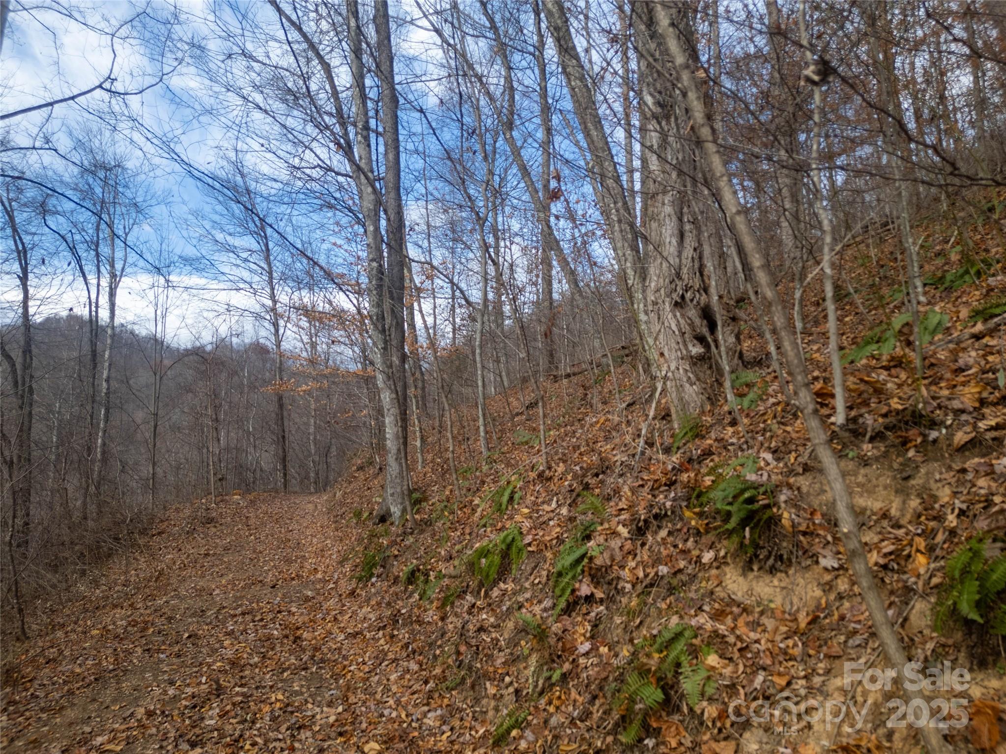 ### Grapevine Road Marshall, NC 28753 - Photo 7 of 27 a view of backyard with large trees