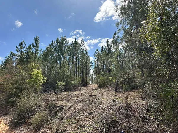 a view of a forest that has large trees