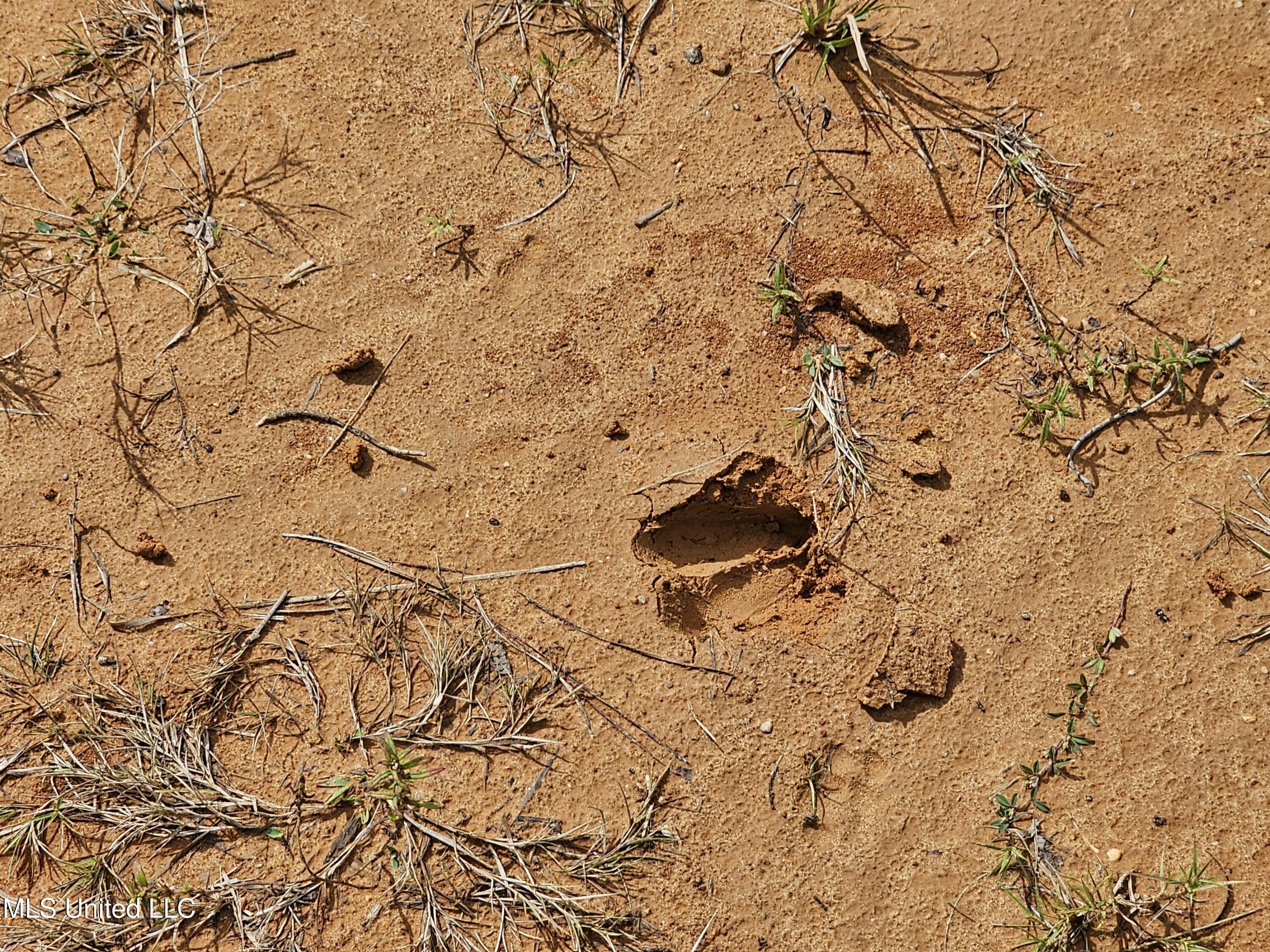 923 Jeffery Drive Laurel, MS 39440 - Photo 5 of 8 20251007_111935