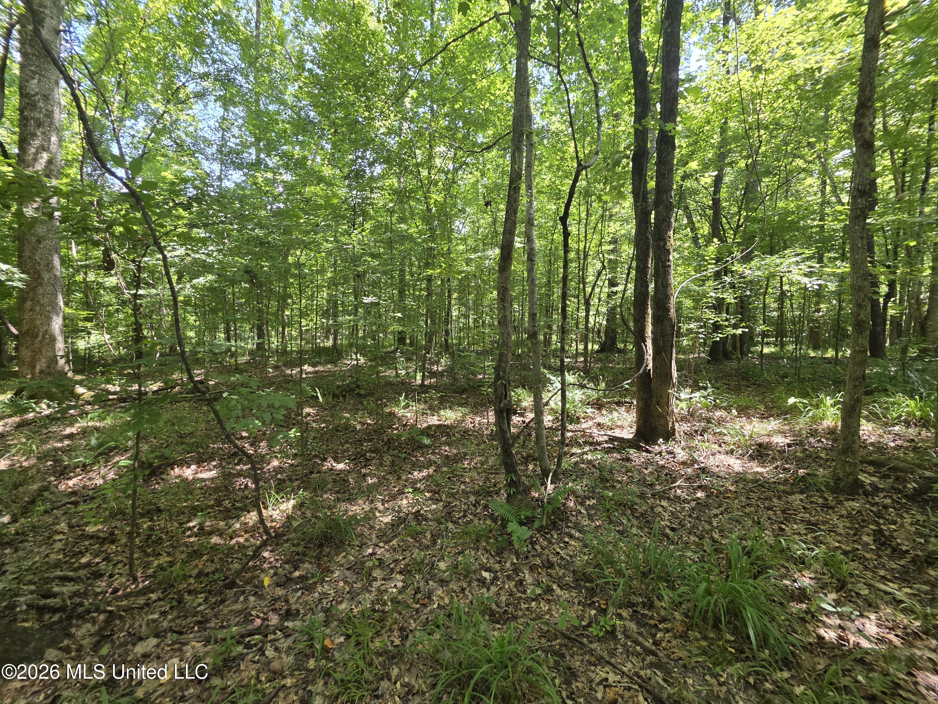 Oldenburg Road Roxie, MS 39661 - Photo 46 of 87 38122