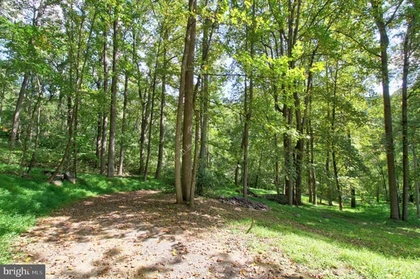 a view of a forest with trees