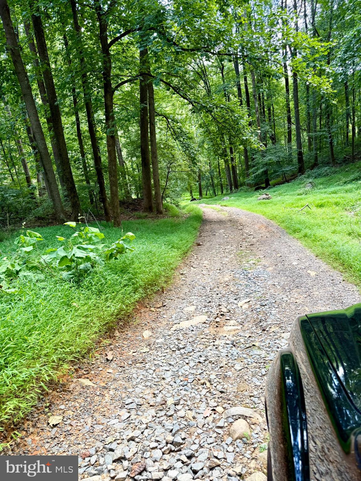 669 Gid Brown Hollow Road Washington, VA 22747 - Photo 48 of 54 Surrounded by trees and wildlife
