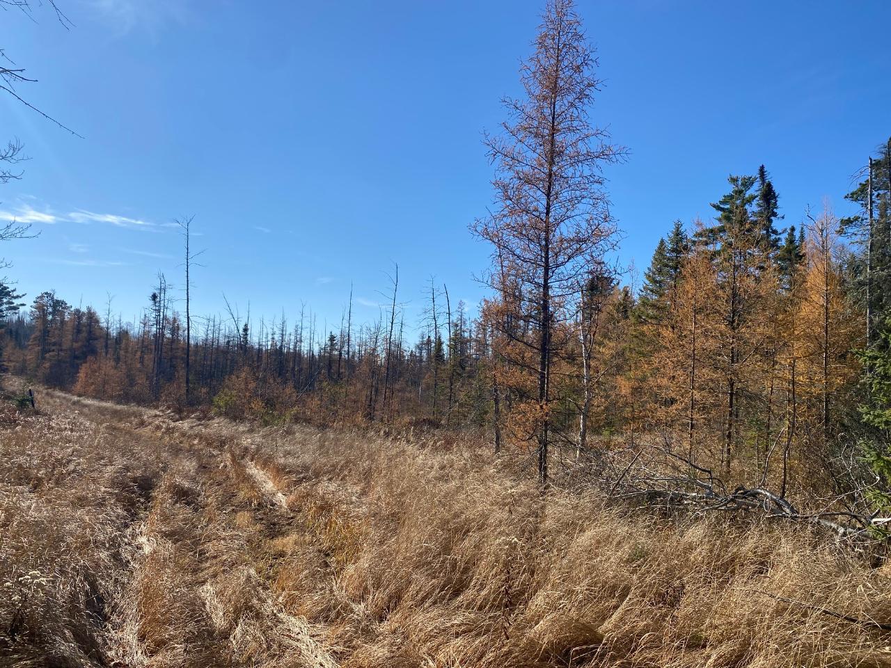 On Aldridge Lake Road, Unit 13 ACRES Eagle River, WI 54521 - Photo 6 of 12 Gallery Image 6