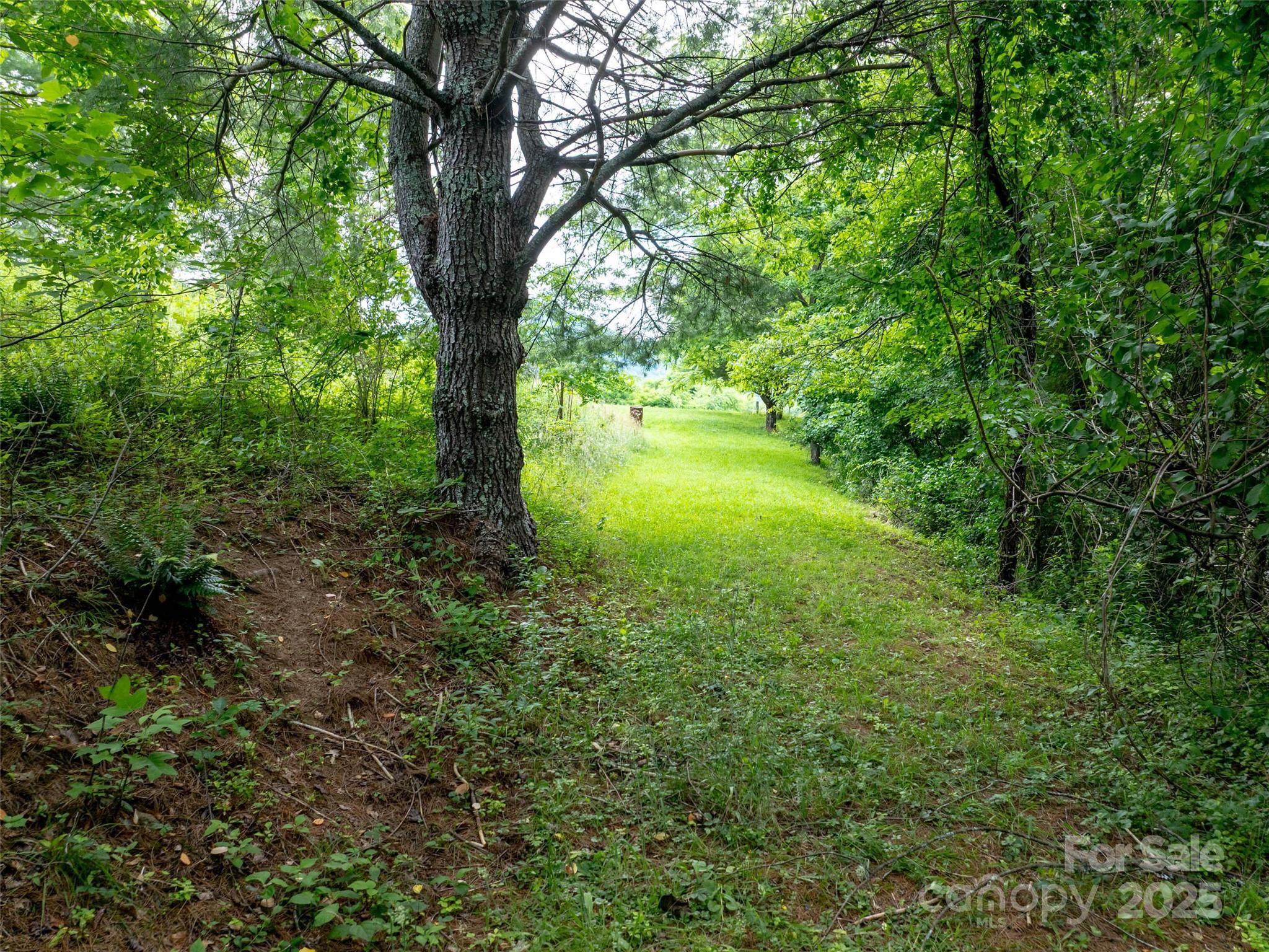 40 Sedgefield Place Clyde, NC 28721 - Photo 6 of 15 a view of outdoor space and yard