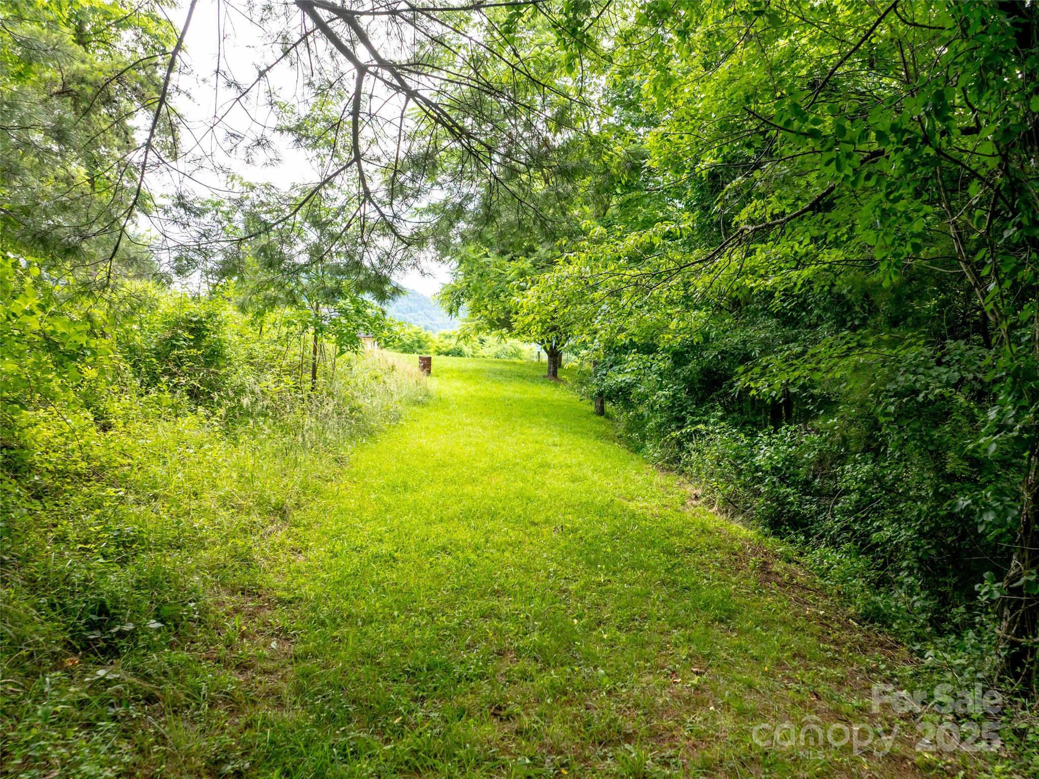 40 Sedgefield Place Clyde, NC 28721 - Photo 7 of 15 a view of a yard with a tree