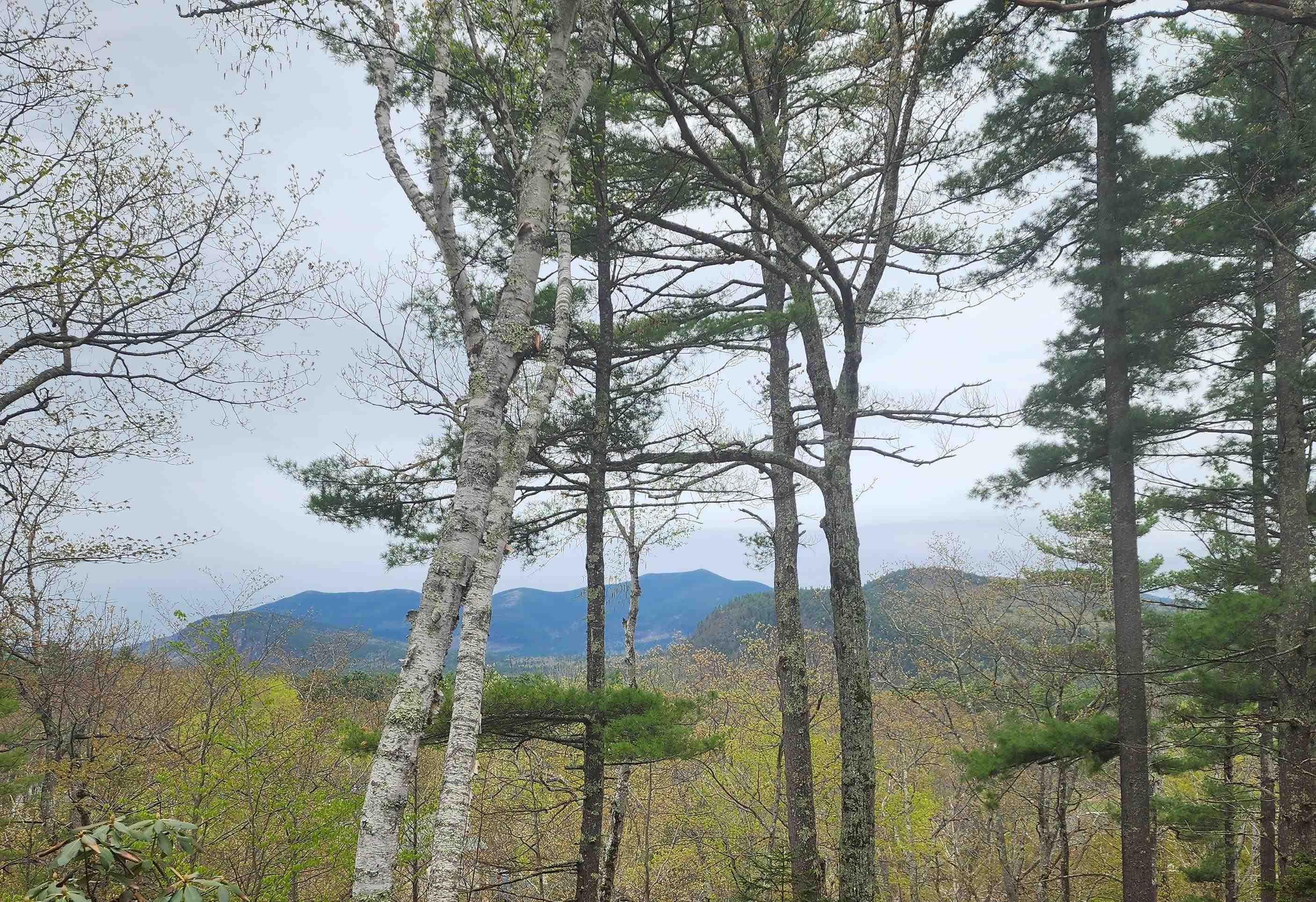 0 Moat Mountain Circle Road Intervale, NH 03845 - Photo 11 of 13