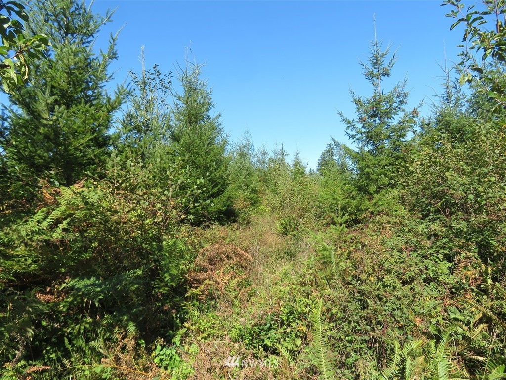 -xxx 140th Avenue Southwest Rochester, WA 98579 - Photo 14 of 26 Gallery Image 14