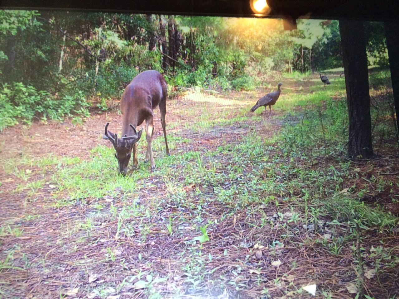 1135 Westgate Road Walterboro, SC 29488 - Photo 2 of 5 deer