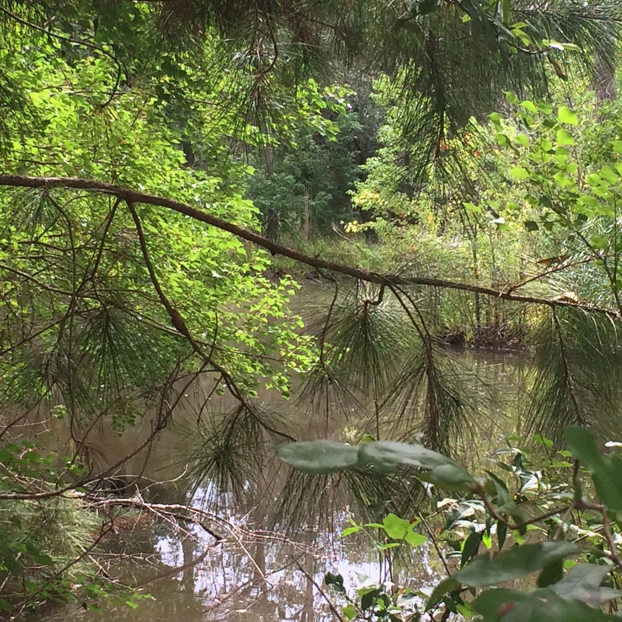 1135 Westgate Road Walterboro, SC 29488 - Photo 4 of 5 pond