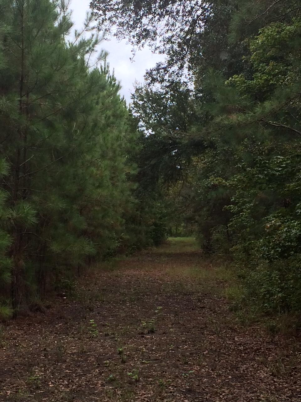 1135 Westgate Road Walterboro, SC 29488 - Photo 5 of 5 IMG_0212
