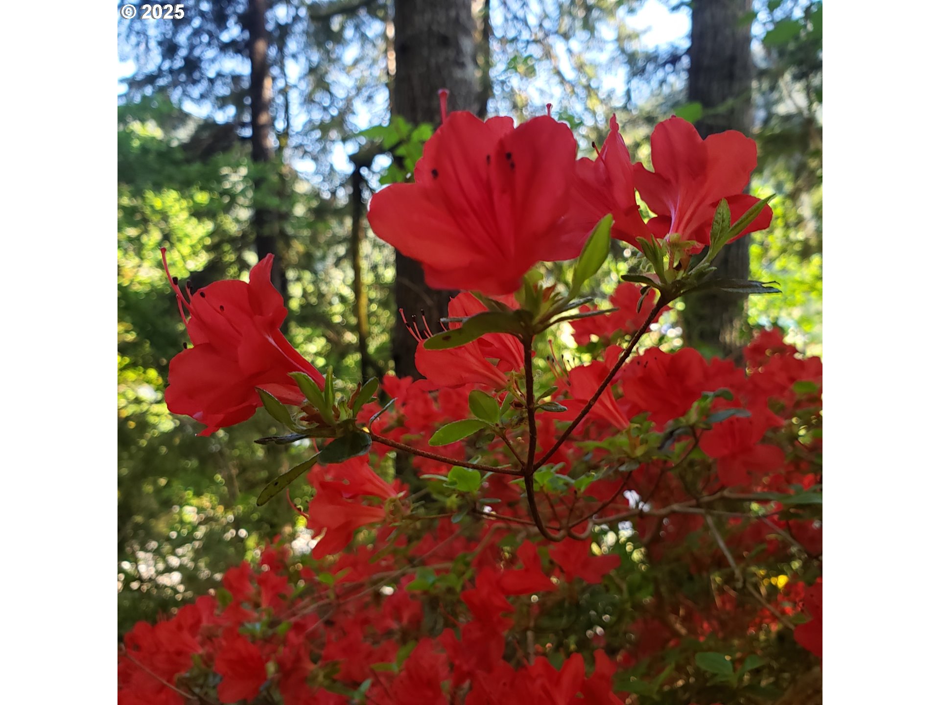 9247 Highway 126 Mapleton, OR 97453 - Photo 35 of 41