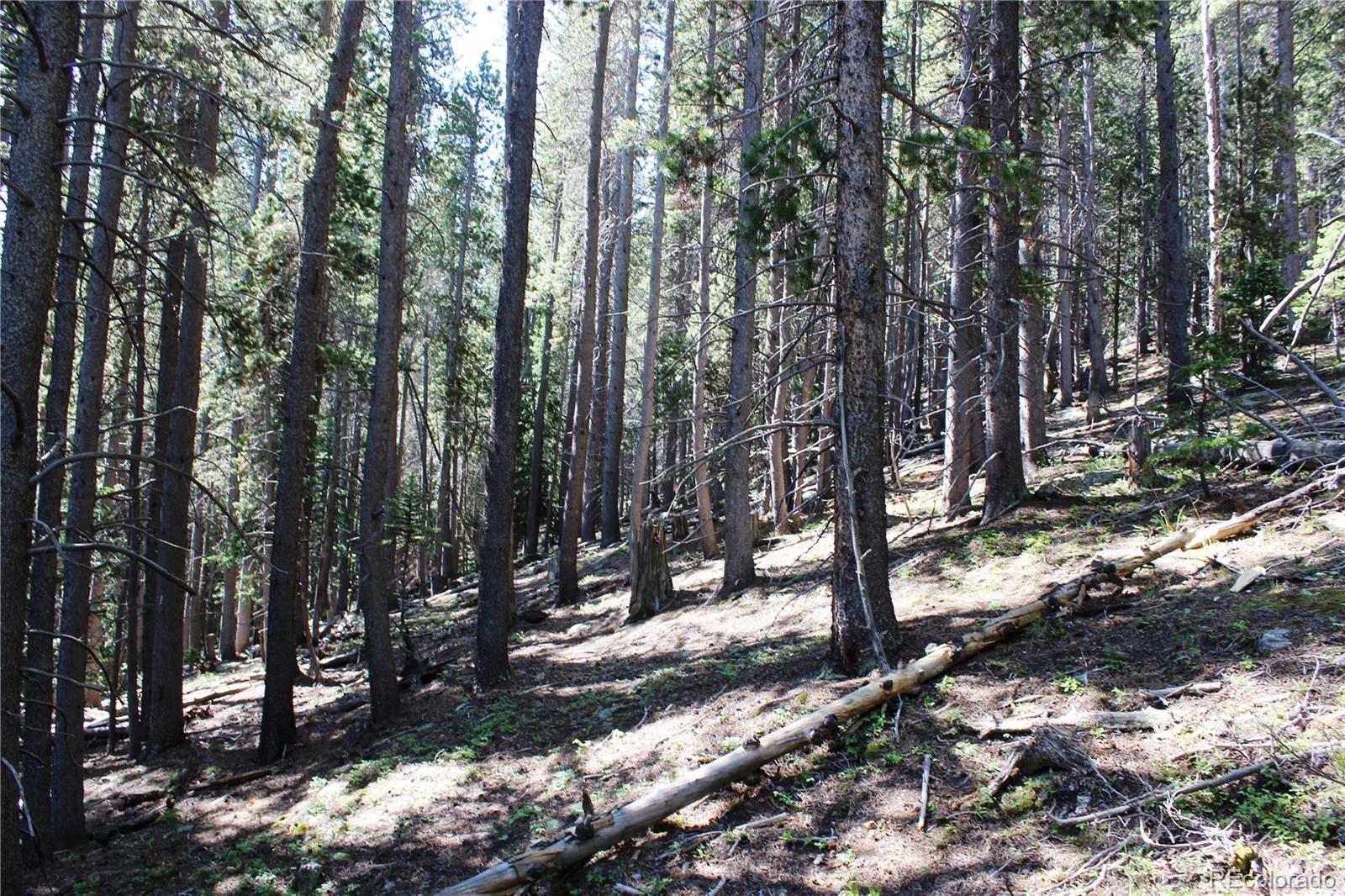 700 Long Road Idaho Springs, CO 80452 - Photo 12 of 16 Gallery Image 12