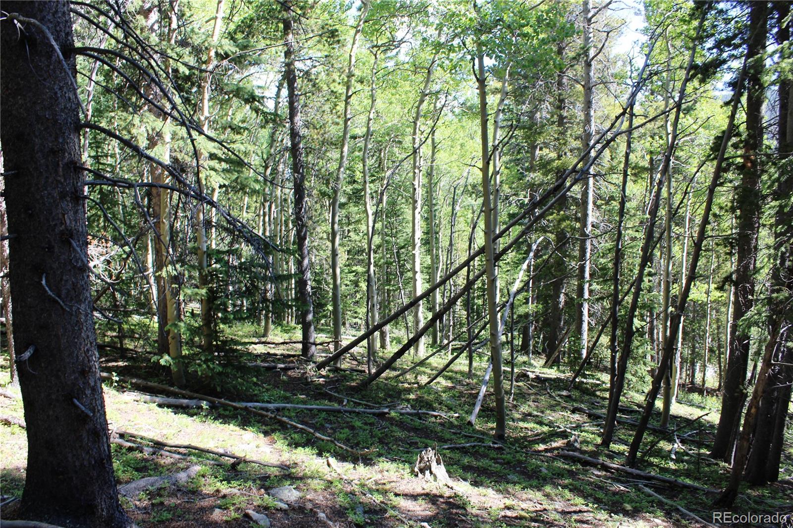 700 Long Road Idaho Springs, CO 80452 - Photo 14 of 16 Gallery Image 14
