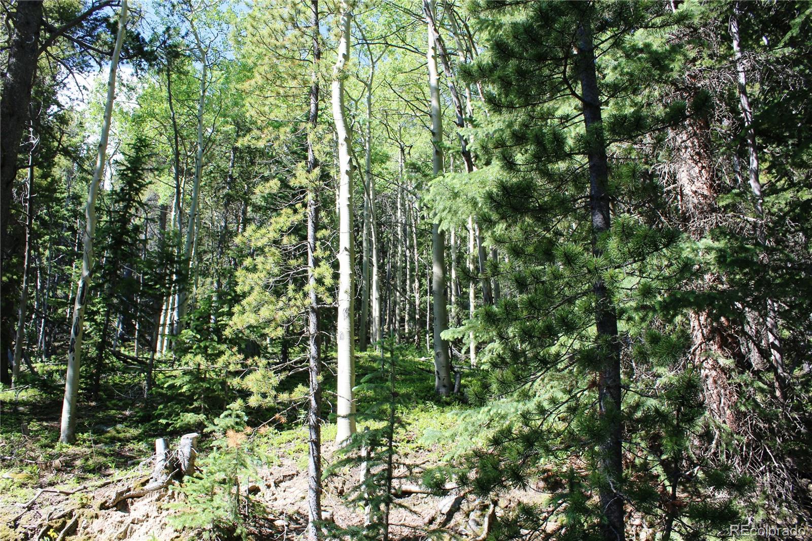 700 Long Road Idaho Springs, CO 80452 - Photo 4 of 16 Gallery Image 4
