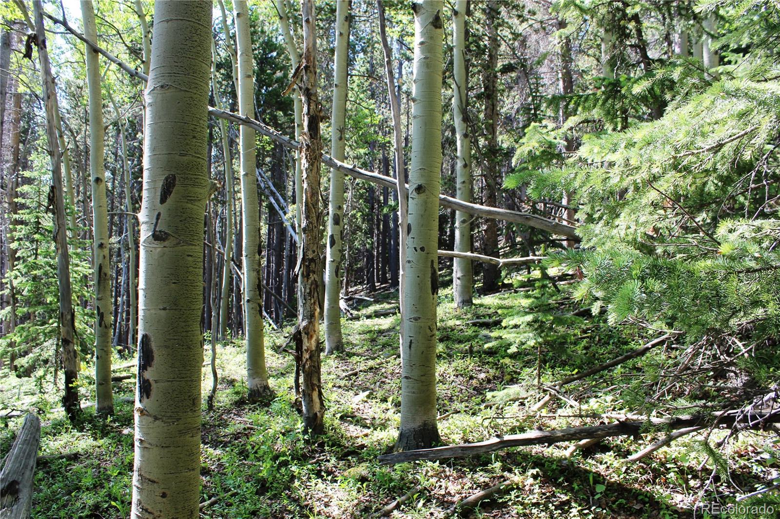 700 Long Road Idaho Springs, CO 80452 - Photo 8 of 16 Gallery Image 8