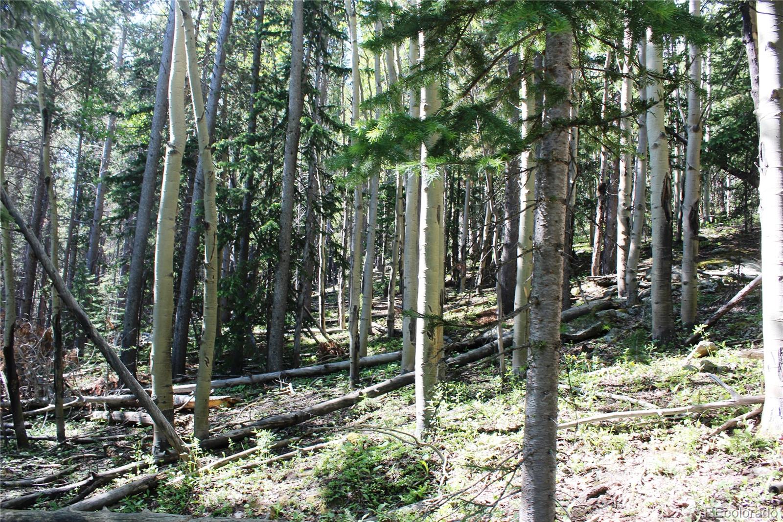 700 Long Road Idaho Springs, CO 80452 - Photo 10 of 16 Gallery Image 10