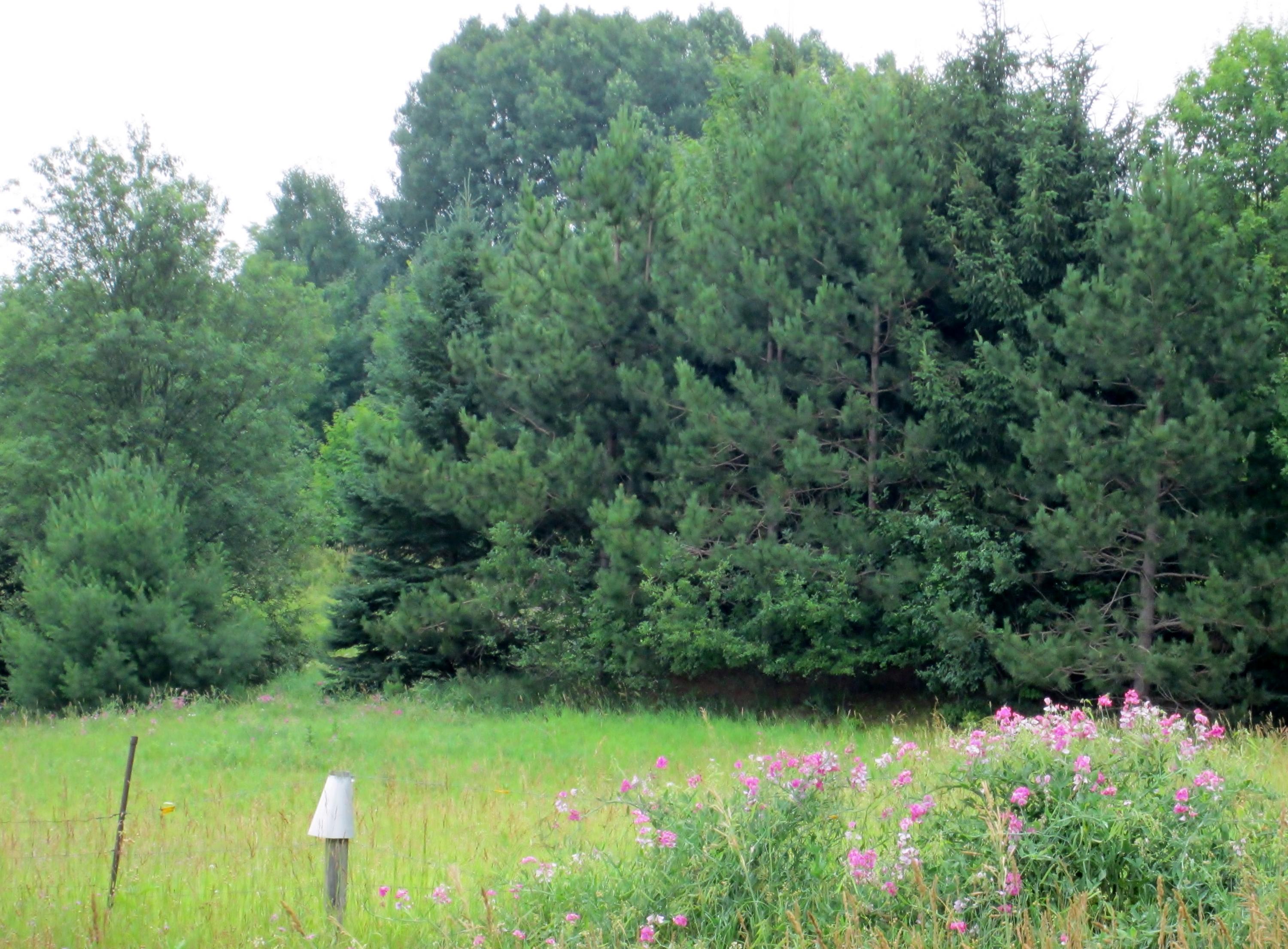 5726 Behling Road East Jordan, MI 49727 - Photo 33 of 40 Gallery Image 33