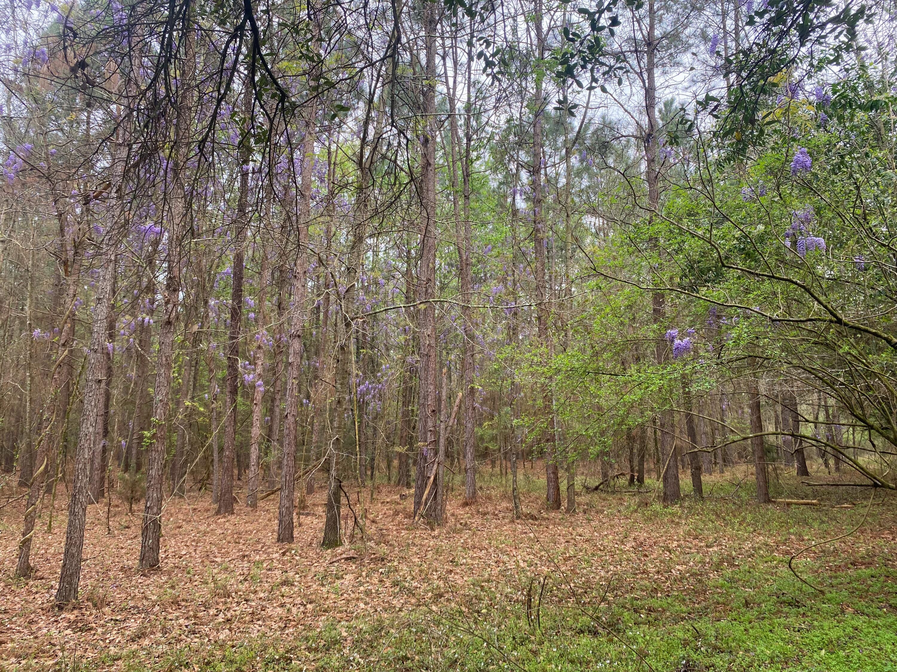 1 Salley Road North, SC 29112 - Photo 3 of 7