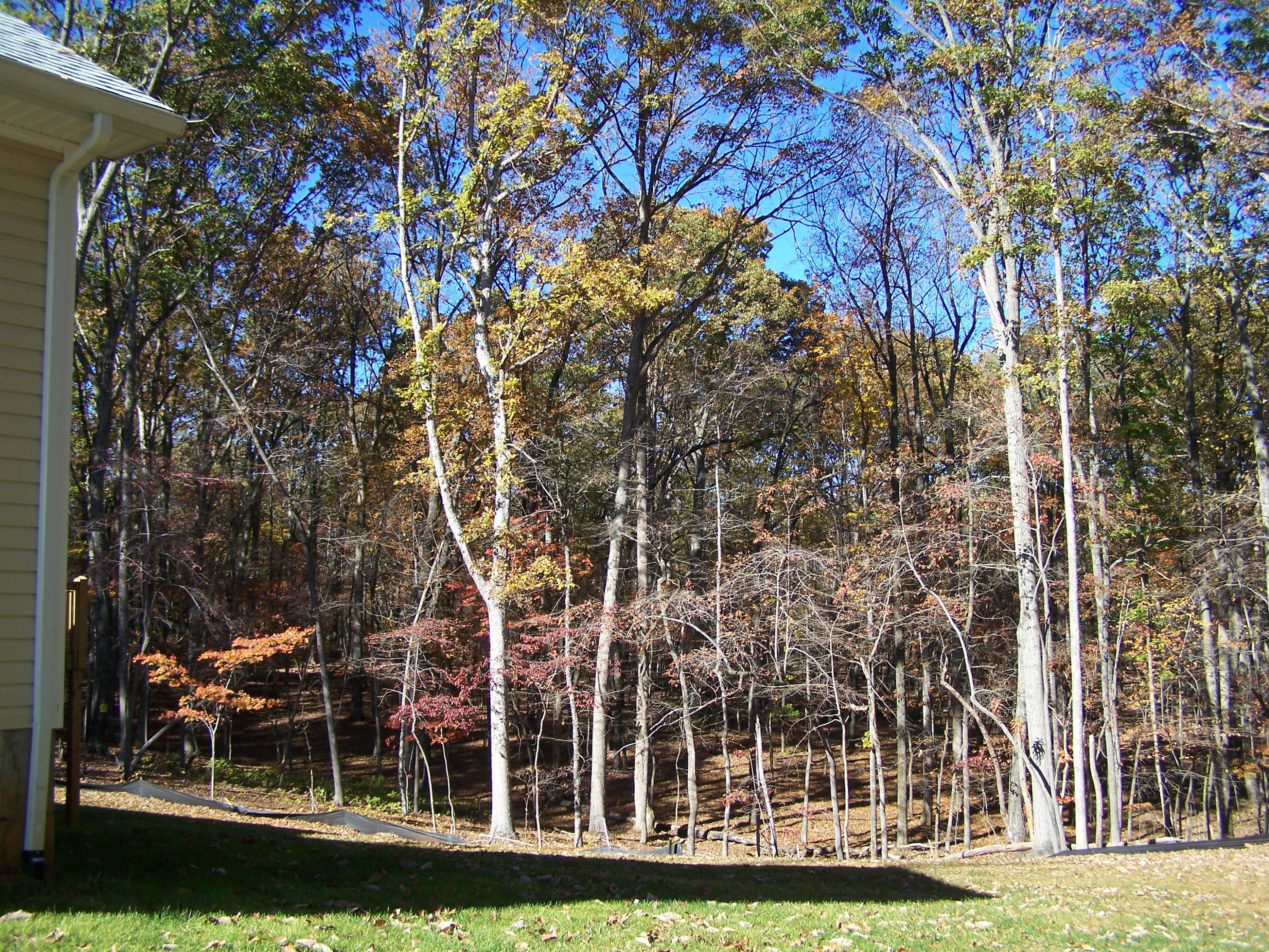 77 Mallard Point Road Wirtz, VA 24184 - Photo 6 of 37 Surrounded by Mature Woods