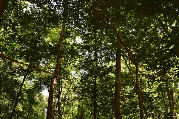 $137,000 | 0 Colony Drive, Angleton, TX 77515