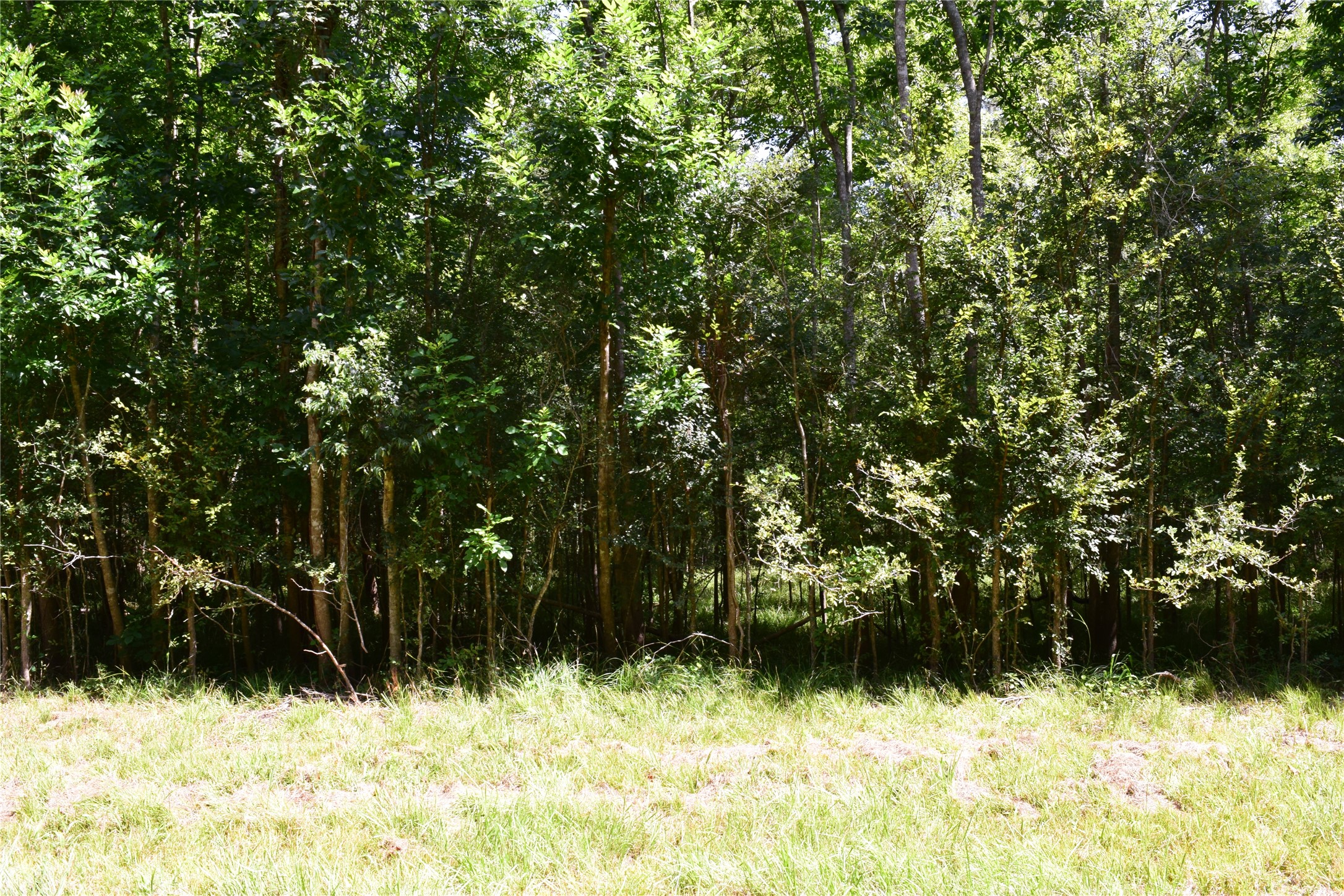 0 Colony Drive Angleton, TX 77515 - Photo 8 of 33