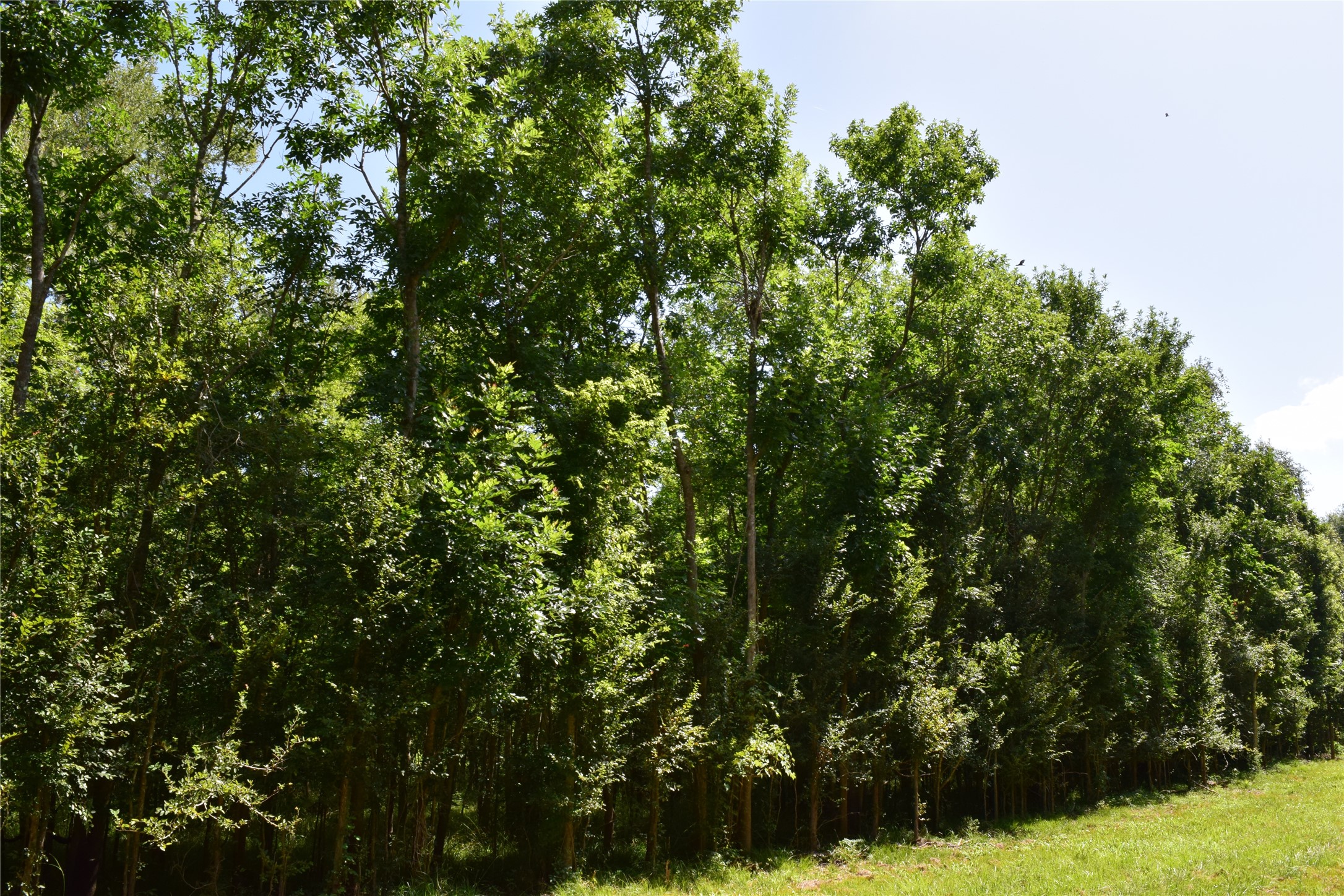 0 Colony Drive Angleton, TX 77515 - Photo 9 of 33