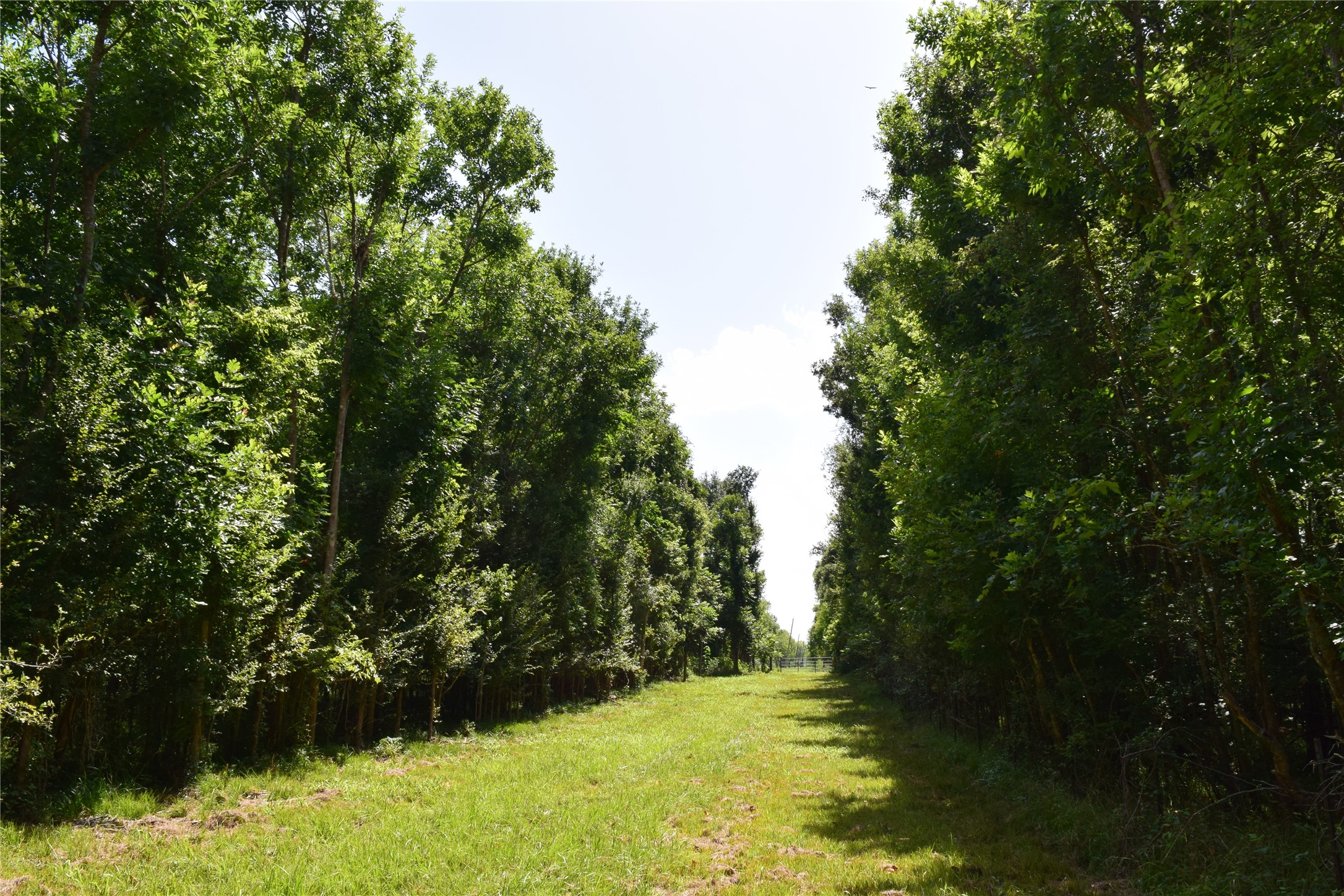 0 Colony Drive Angleton, TX 77515 - Photo 10 of 33