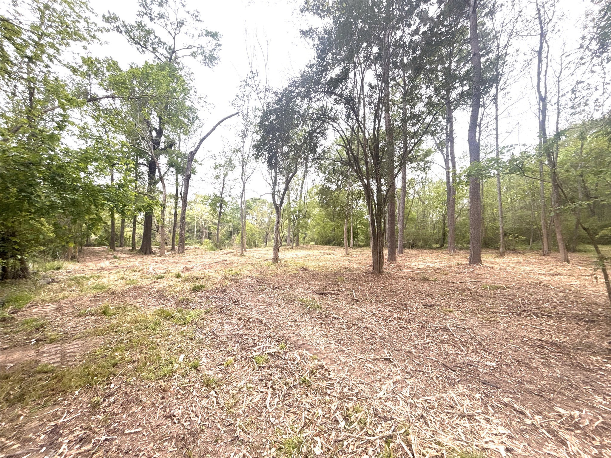 0 Redbud Drive Conroe, TX 77302 - Photo 3 of 7 a view of outdoor space with trees