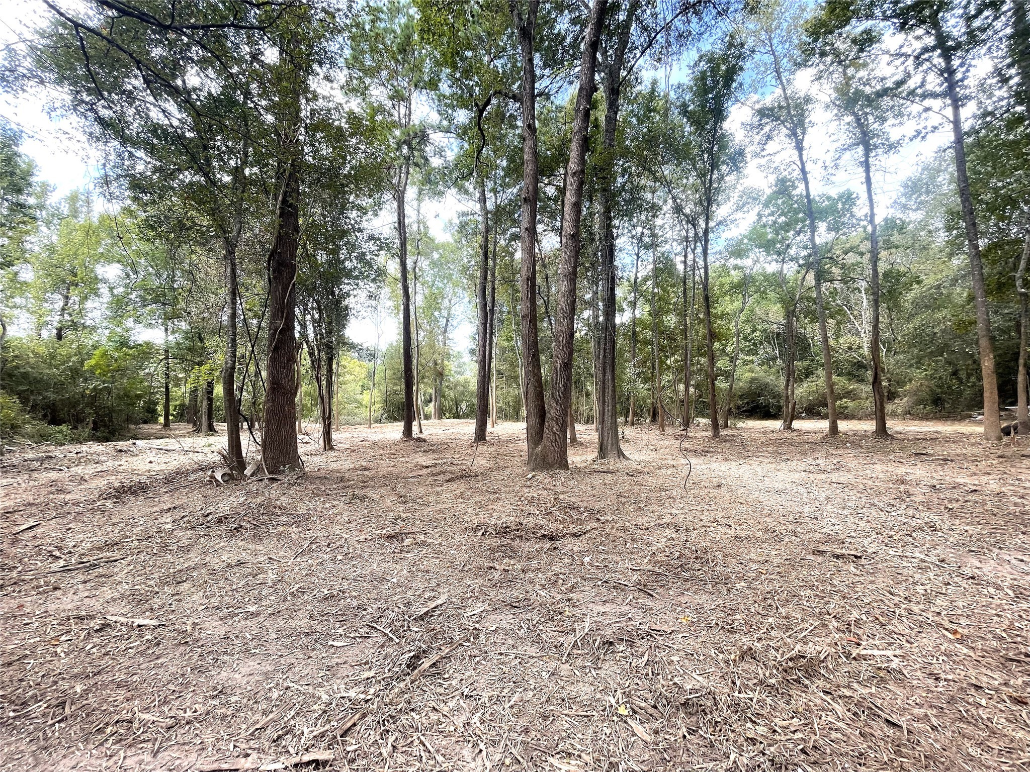 0 Redbud Drive Conroe, TX 77302 - Photo 6 of 7 a view of outdoor space with trees
