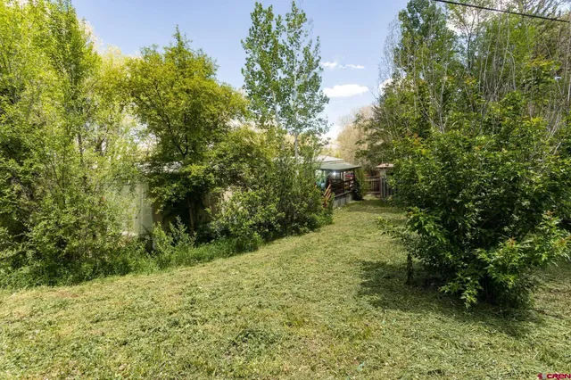a view of a yard with plants and a large tree
