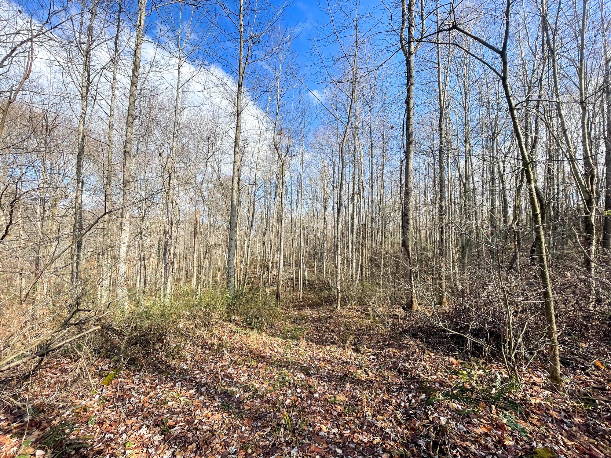 0 Murphy Remy Road McArthur, OH 45651 - Photo 23 of 34 IMG_5498