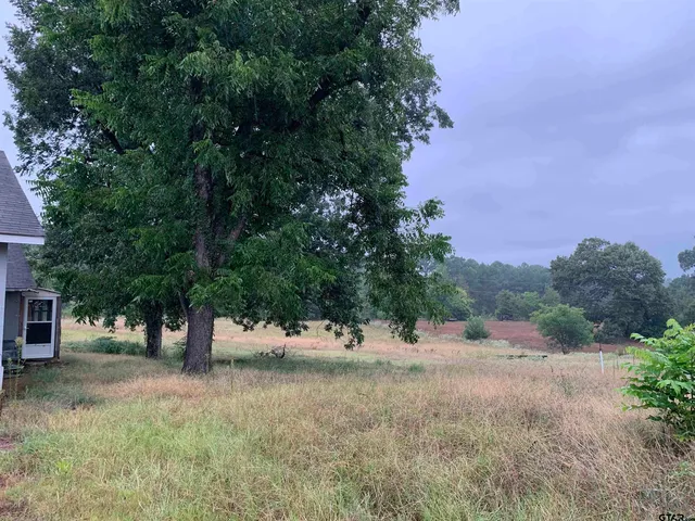 a view of a tree in the middle of a yard