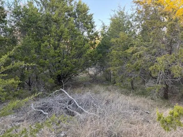 a view of a forest with trees in the background