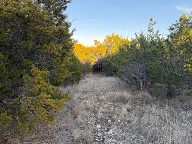 a view of a forest with trees in the background