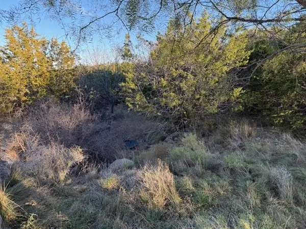 a view of a forest with large trees
