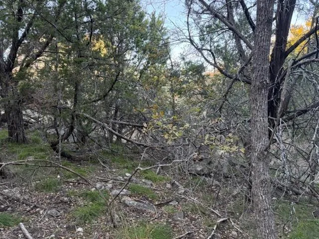 a view of a forest with trees in the background