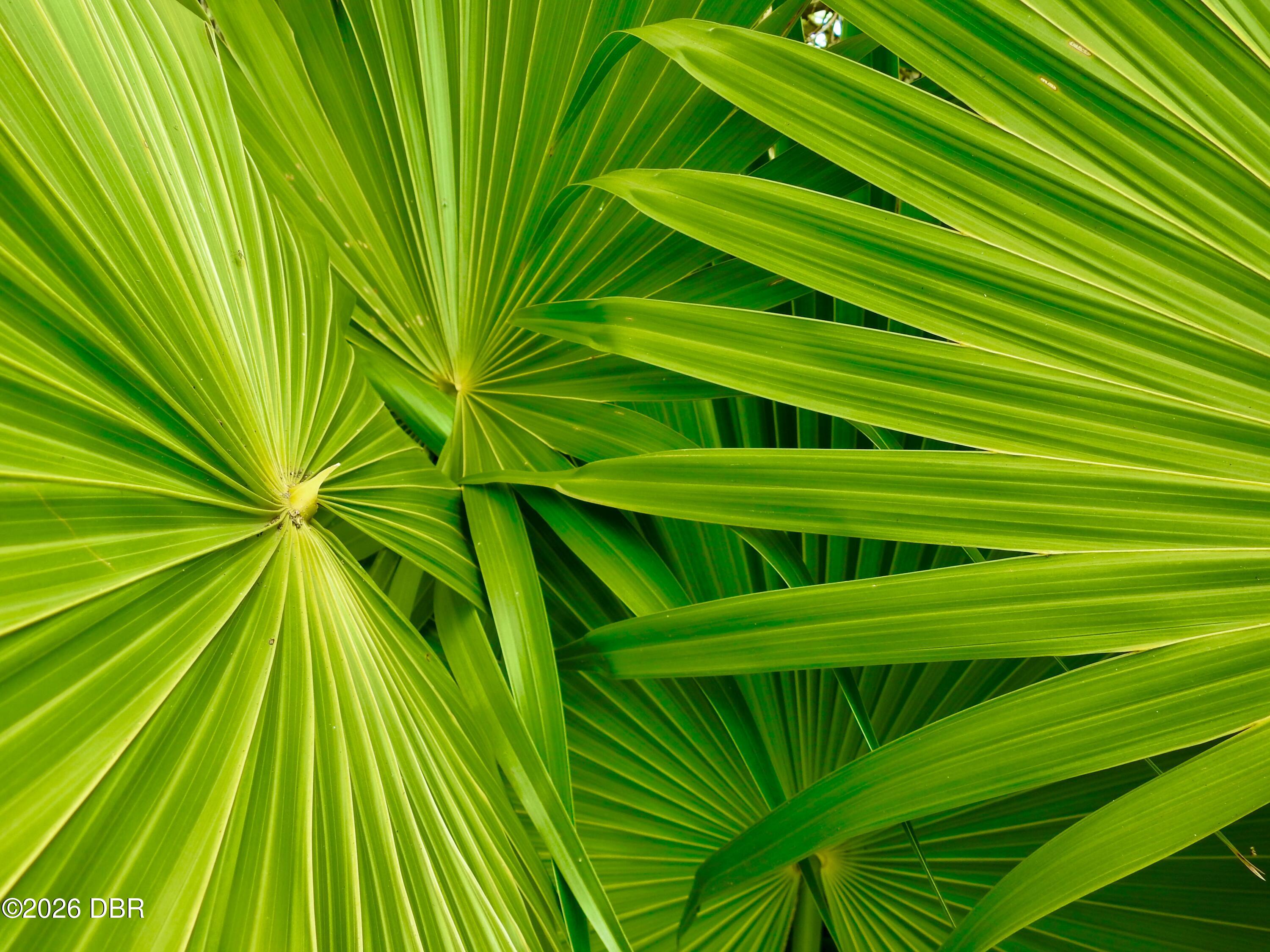 505 Big Tree Road South Daytona, FL 32119 - Photo 9 of 13 Palm Leaves